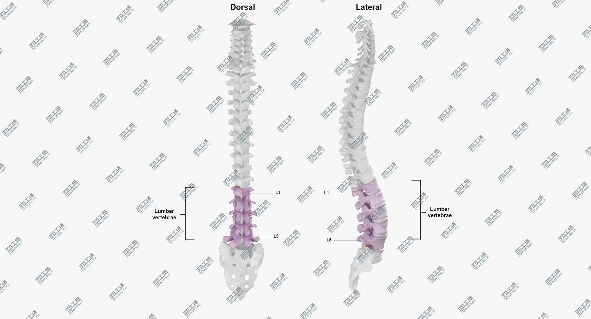 images/goods_img/202105071/Real Human Lumbar Vertebrae L1 to L5 Bones With Intervertibral Disks 01 model/3.jpg